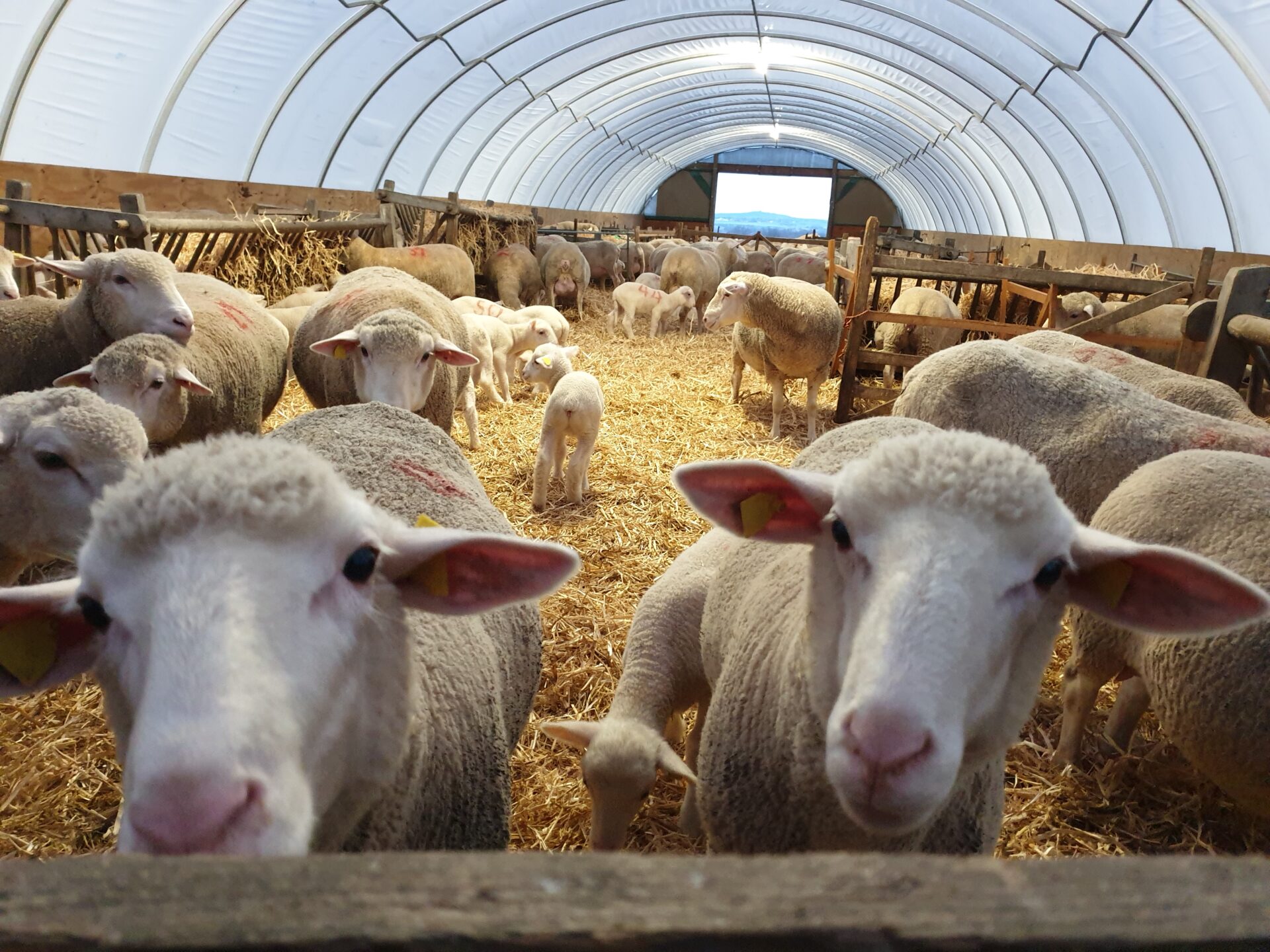 Die Brehnau Schäferei Brehnau Schäferei KG