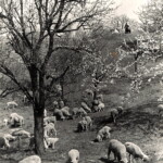 Urgroßvater Paul in der Kloschwitzer Grund