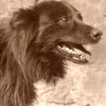 Ein altdeutscher Hütehund in schwarz