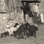 Die Hütehunde allesamt