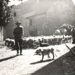 Austrieb vom Rittergut in Besenstedt