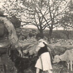 Urgroßvater mit Herde nach dem Krieg