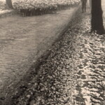 Herde auf der Oester Straße